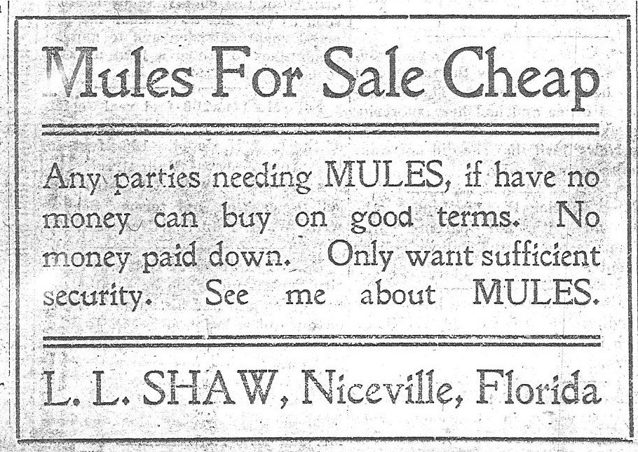 Mules For Sale: Niceville